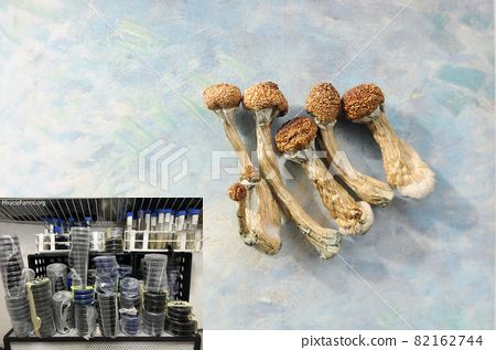 Golden Teacher Psilocybe cubensis Psychedelic mushroom Golden cap mushroom Psilocybin Psilocin spores