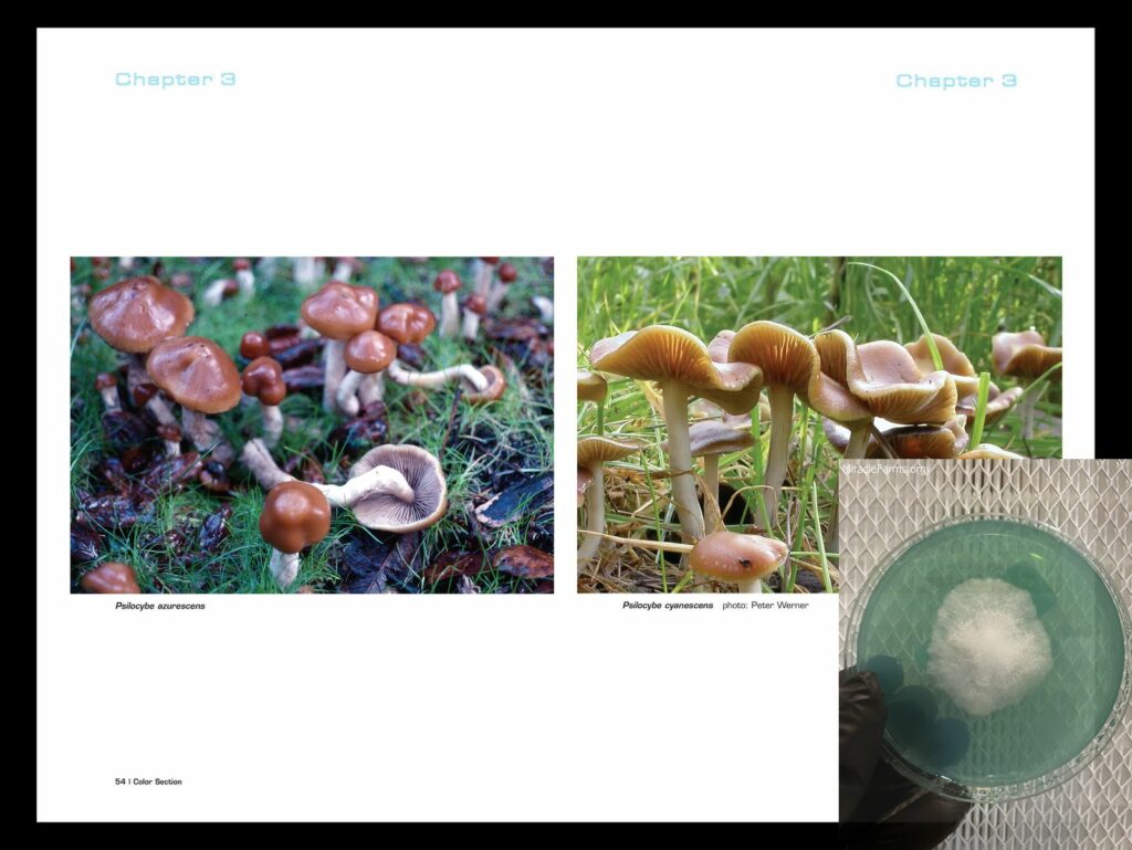 iart worlds strongest mahic mushroom Psilocybe azurescens is a species of psychedelic mushroom that contains the compounds psilocybin and psilocin sold here today