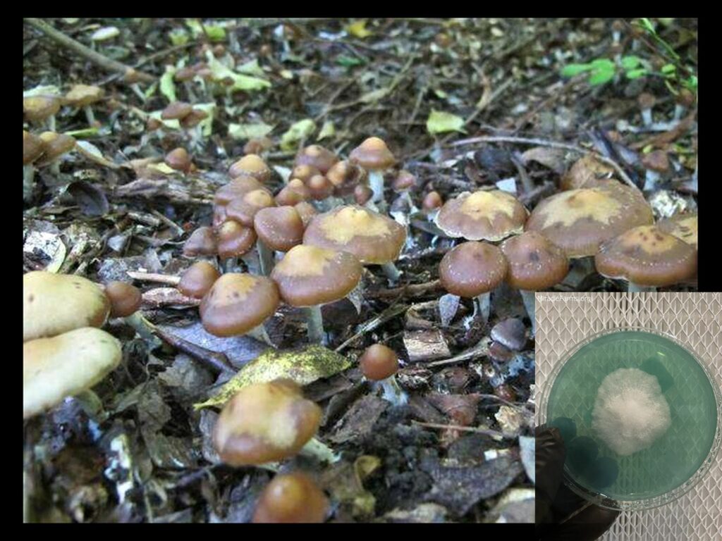 Image worlds strongest mahic mushroom Psilocybe azurescens is a species of psychedelic mushroom that contains the compounds psilocybin and psilocin sold here today