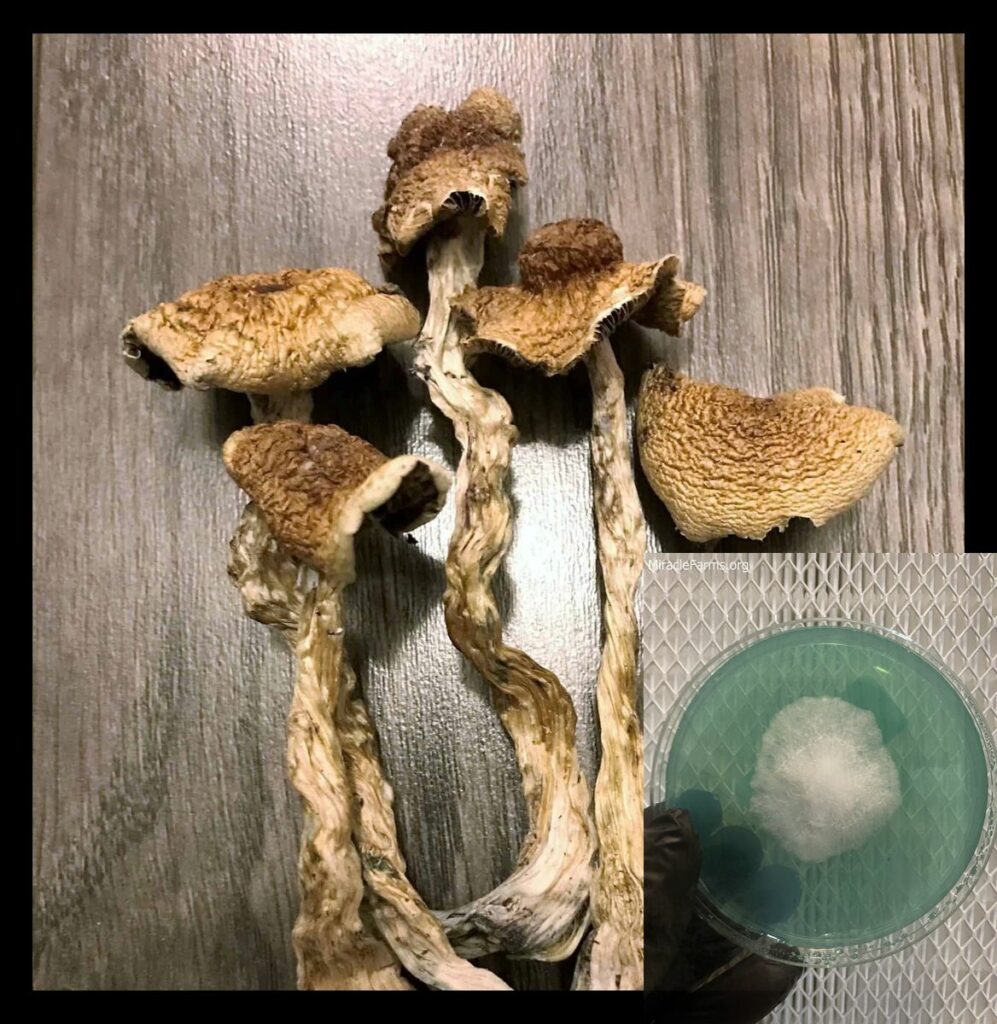 B Magic Mushrooms