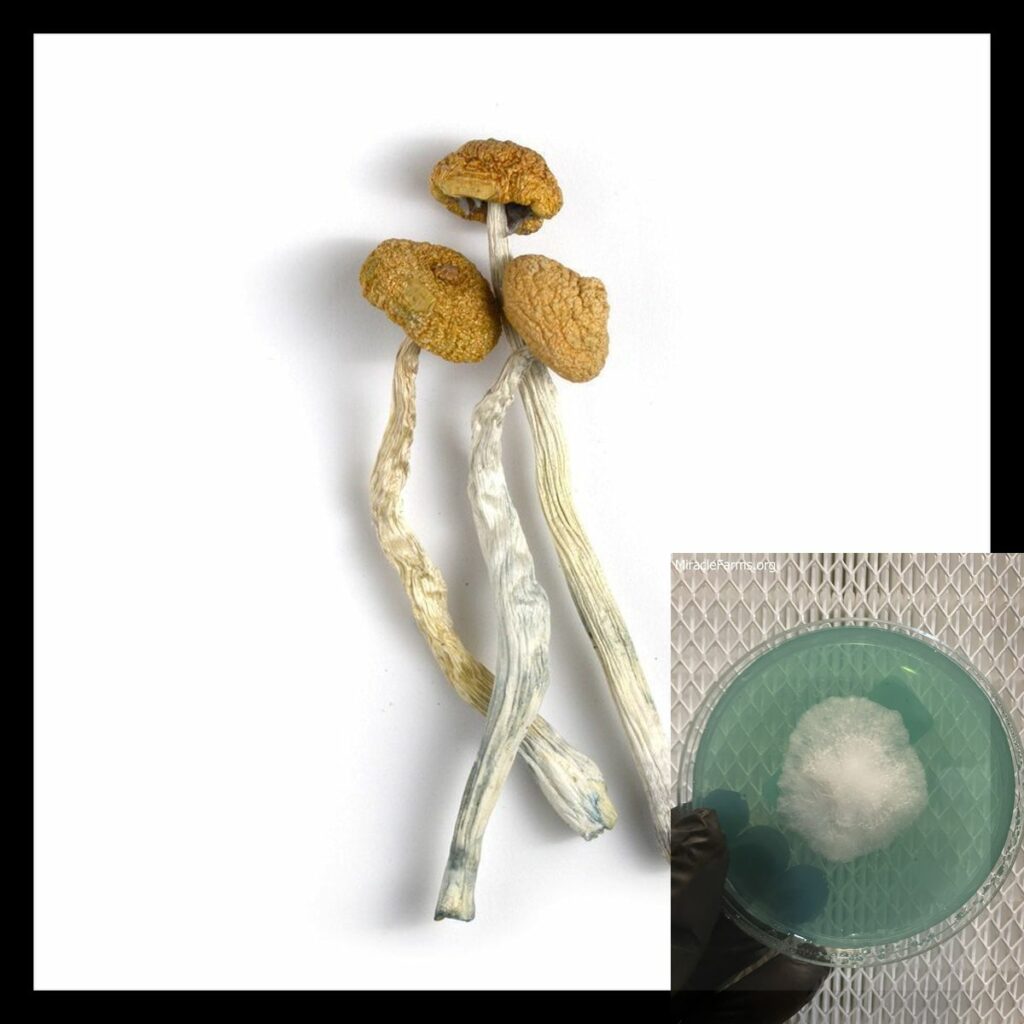 B Mushroom