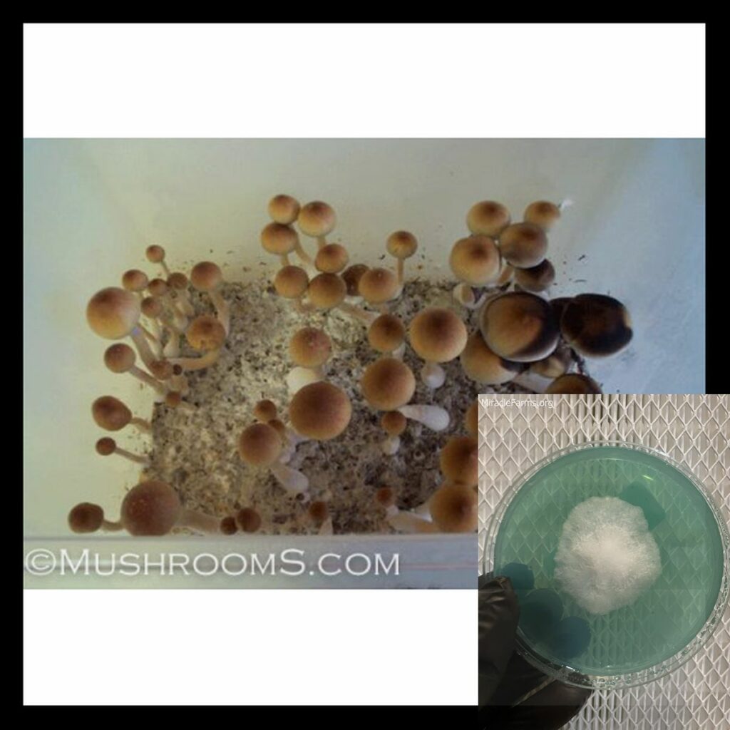 B plus mushrooms x