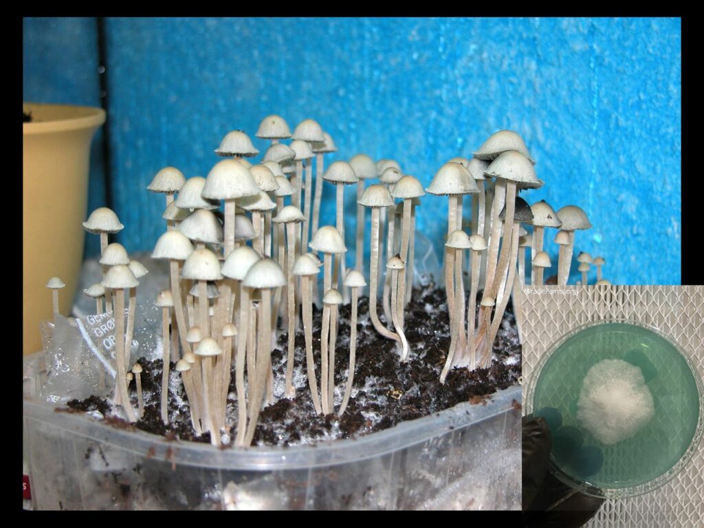 Blue Meanies panaeolus cyanescens worlds strongest mahic mushroom Psilocybe azurescens is a species of psychedelic mushroom that contains the compounds psilocybin and psilocin sold here today