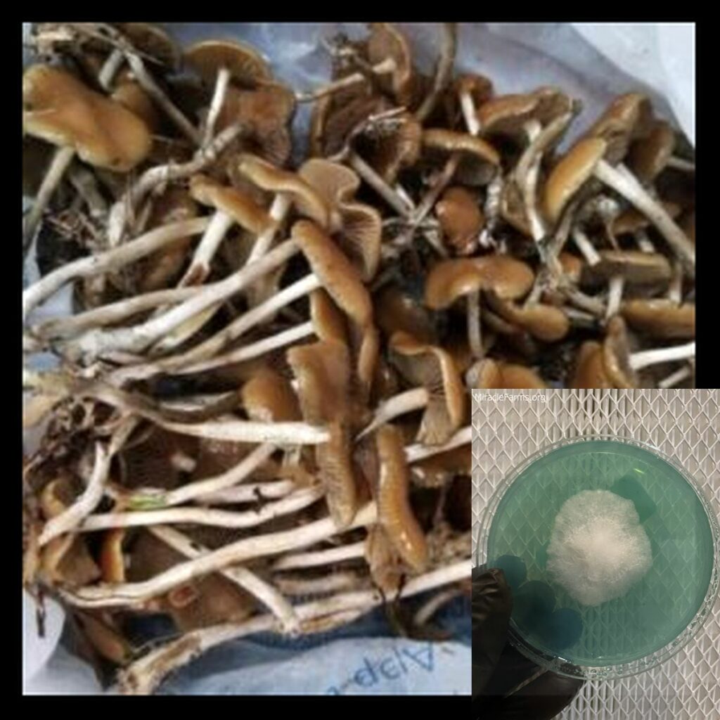 Buy Psilocybe Cyanescens Online x worlds strongest mahic mushroom Psilocybe azurescens is a species of psychedelic mushroom that contains the compounds psilocybin and psilocin sold here today