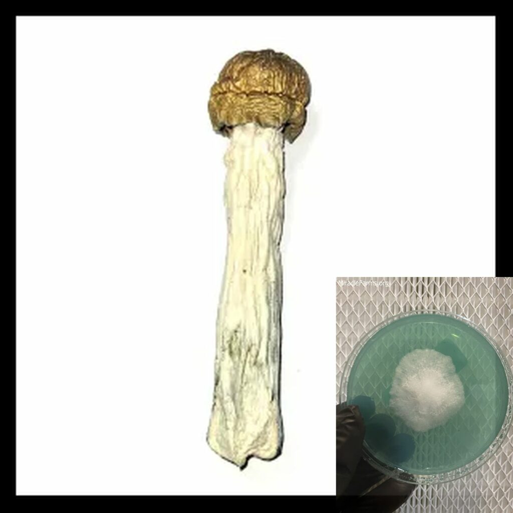 DC Mak Cubensis worlds strongest mahic mushroom Psilocybe azurescens is a species of psychedelic mushroom that contains the compounds psilocybin and psilocin sold here today