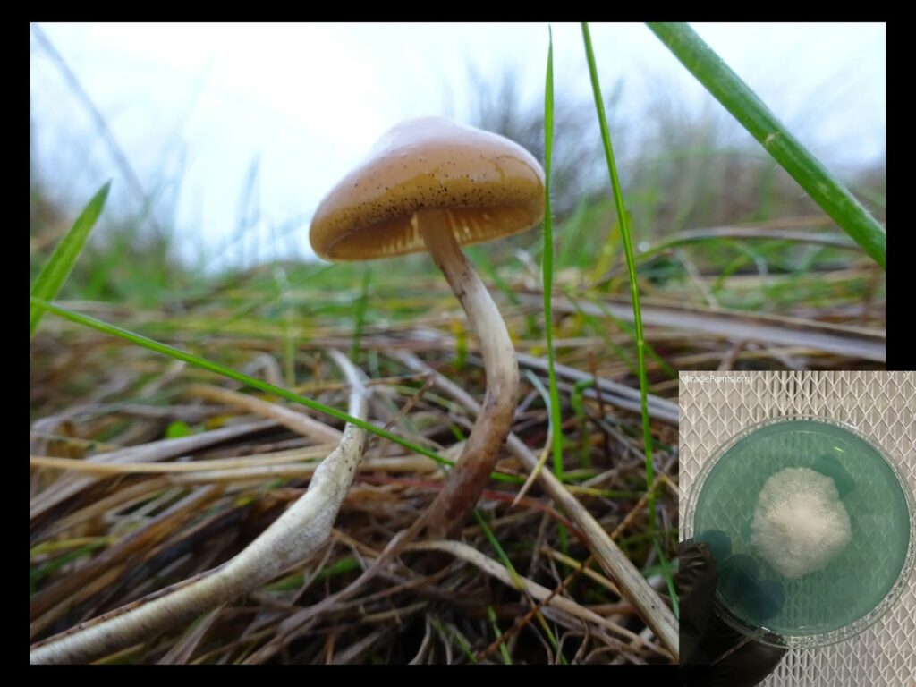 DSC scaled worlds strongest mahic mushroom Psilocybe azurescens is a species of psychedelic mushroom that contains the compounds psilocybin and psilocin sold here today