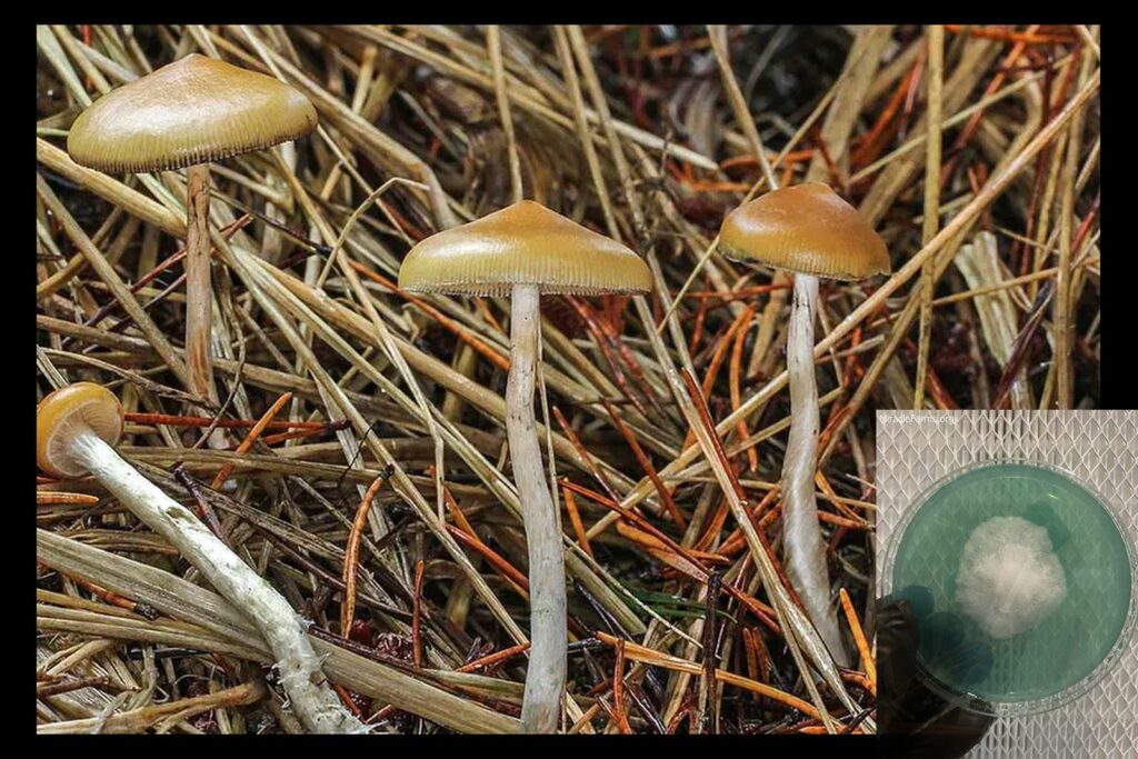 DoubleBlind Psilocybe azurescens PRIMARY worlds strongest mahic mushroom Psilocybe azurescens is a species of psychedelic mushroom that contains the compounds psilocybin and psilocin sold here today