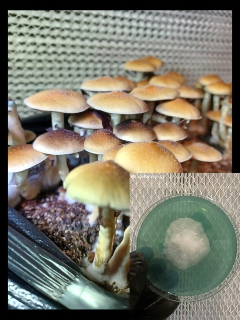E worlds strongest mahic mushroom Psilocybe azurescens is a species of psychedelic mushroom that contains the compounds psilocybin and psilocin sold here today