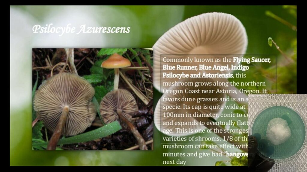 EYxfShTXAE Htw worlds strongest mahic mushroom Psilocybe azurescens is a species of psychedelic mushroom that contains the compounds psilocybin and psilocin sold here today