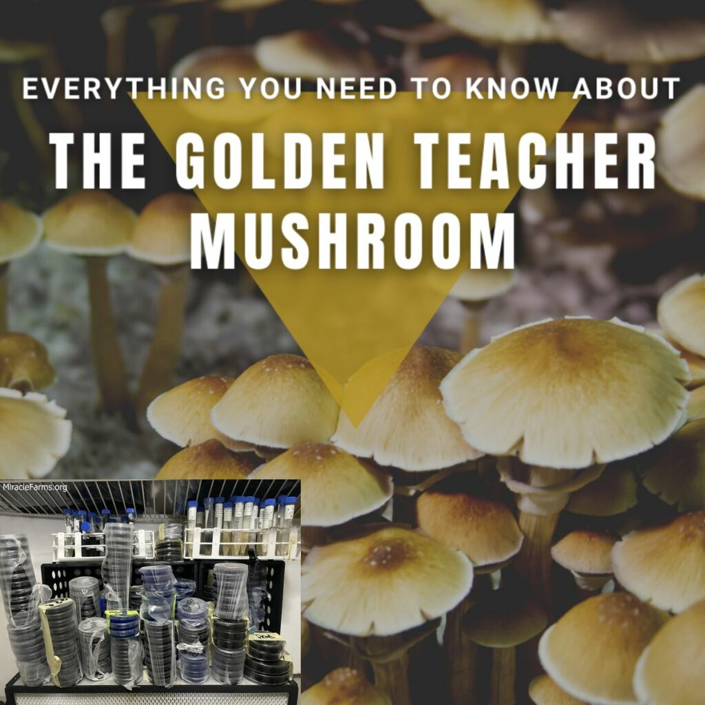Everything you need to know about x Golden Teacher Psilocybe cubensis Psychedelic mushroom Golden cap mushroom Psilocybin Psilocin spores