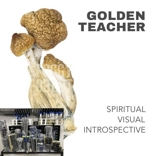 GOLDEN TEACHERNEW Golden Teacher Psilocybe cubensis Psychedelic mushroom Golden cap mushroom Psilocybin Psilocin spores