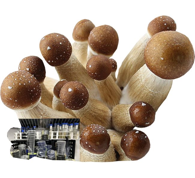 GT L Golden Teacher Psilocybe cubensis Psychedelic mushroom Golden cap mushroom Psilocybin Psilocin spores