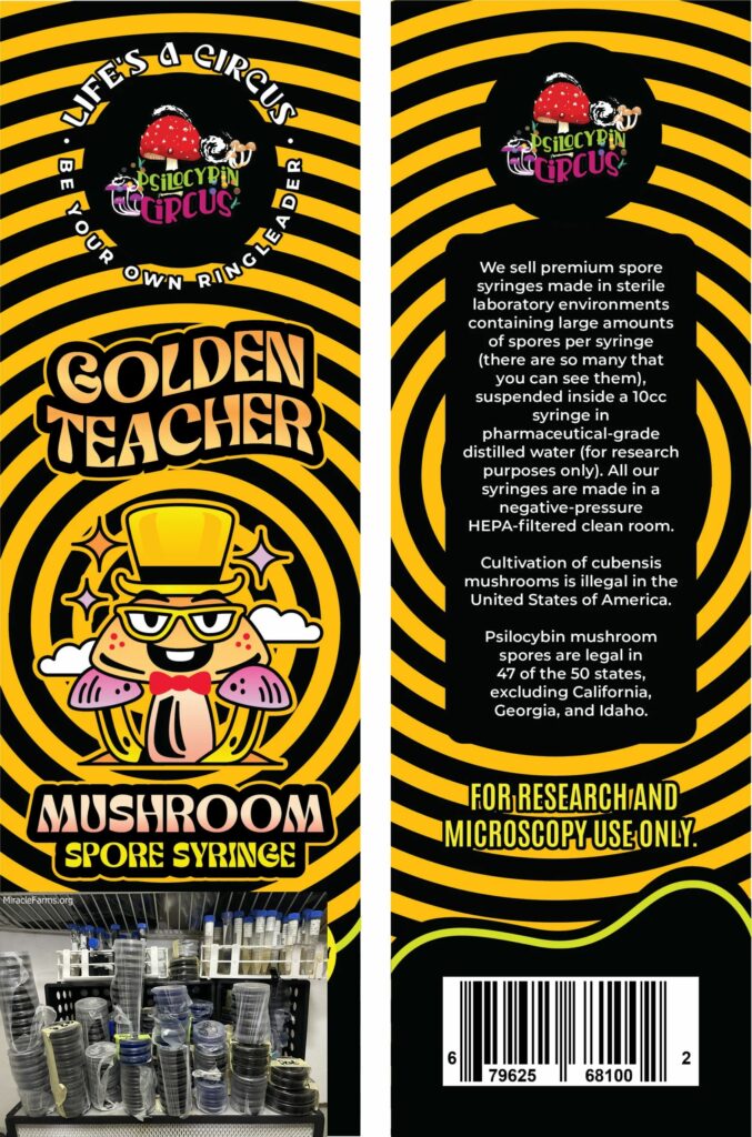 GoldenTeacher scaled Golden Teacher Psilocybe cubensis Psychedelic mushroom Golden cap mushroom Psilocybin Psilocin spores