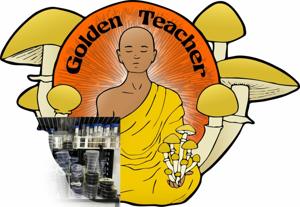 GoldenTeacher Sticker Golden Teacher Psilocybe cubensis Psychedelic mushroom Golden cap mushroom Psilocybin Psilocin spores