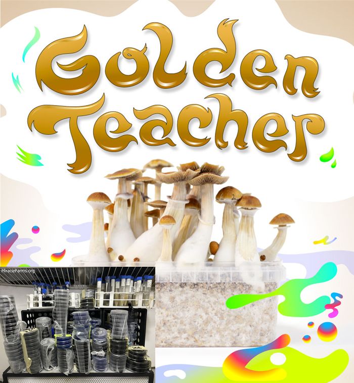 Growkit GOLDENTEACHER MagicMushrooms Golden Teacher Psilocybe cubensis Psychedelic mushroom Golden cap mushroom Psilocybin Psilocin spores