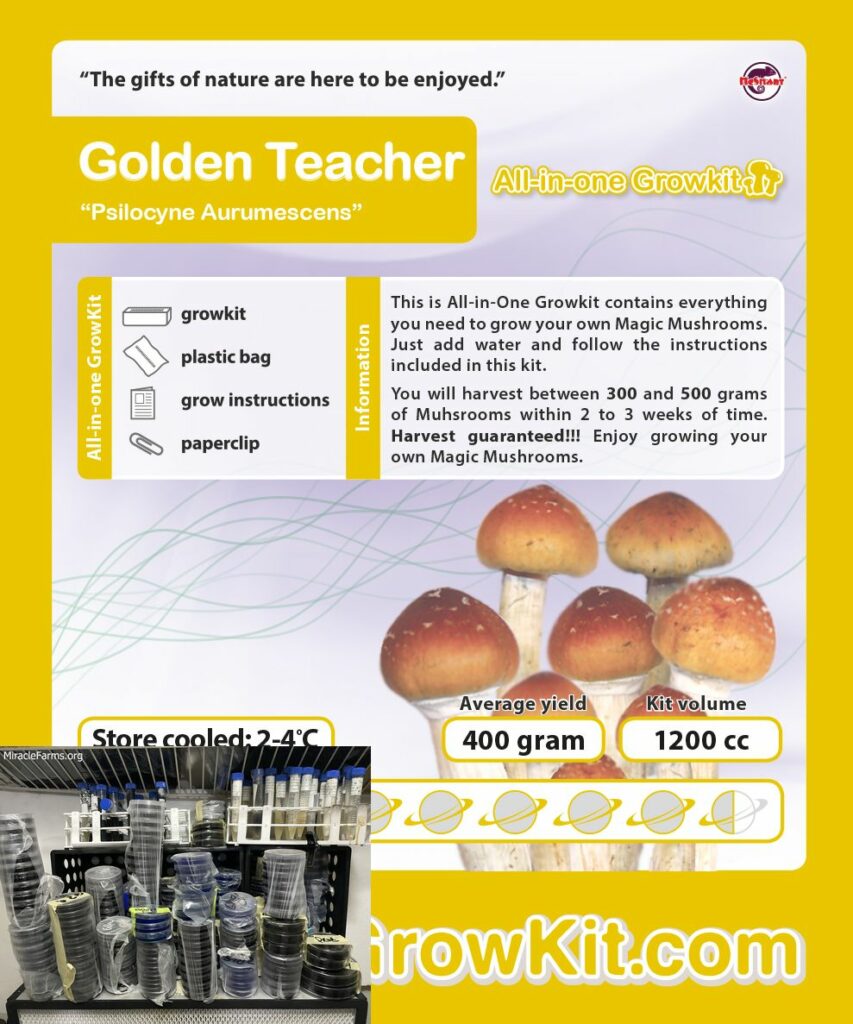 Growkit Golden teacher NEW etiket cc Golden Teacher Psilocybe cubensis Psychedelic mushroom Golden cap mushroom Psilocybin Psilocin spores