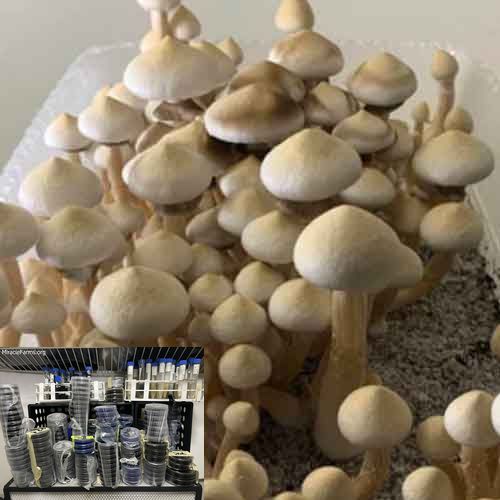 IMG Golden Teacher Psilocybe cubensis Psychedelic mushroom Golden cap mushroom Psilocybin Psilocin spores