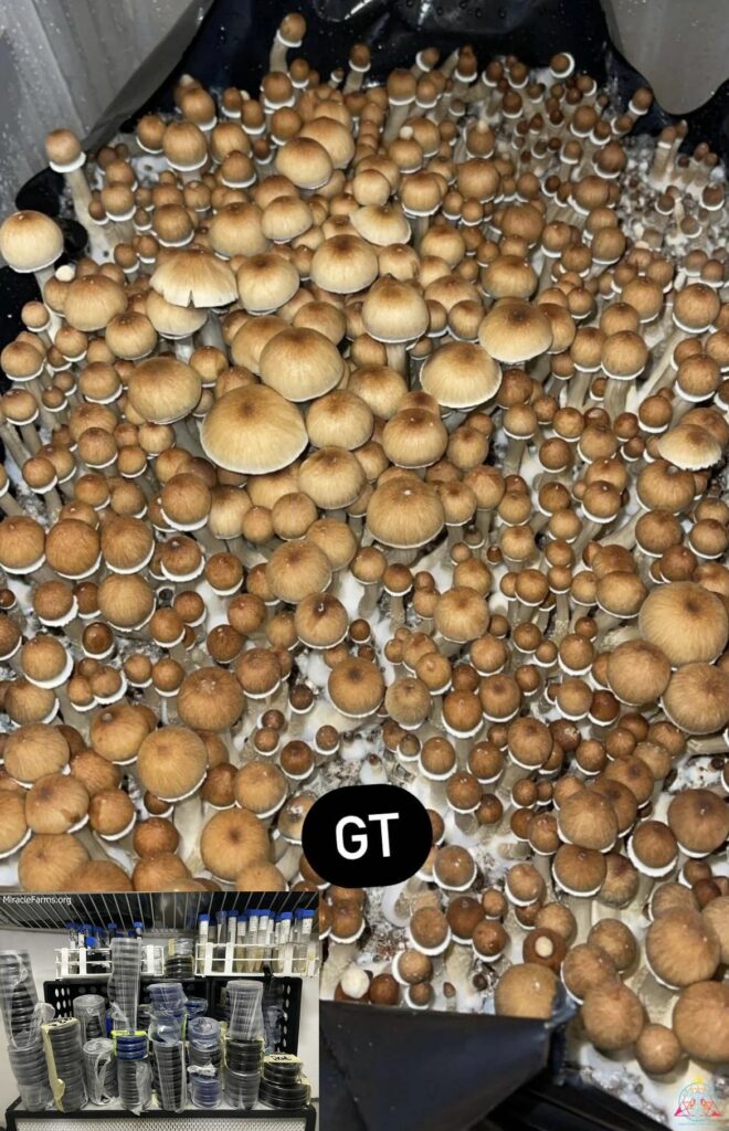 IMG x Golden Teacher Psilocybe cubensis Psychedelic mushroom Golden cap mushroom Psilocybin Psilocin spores