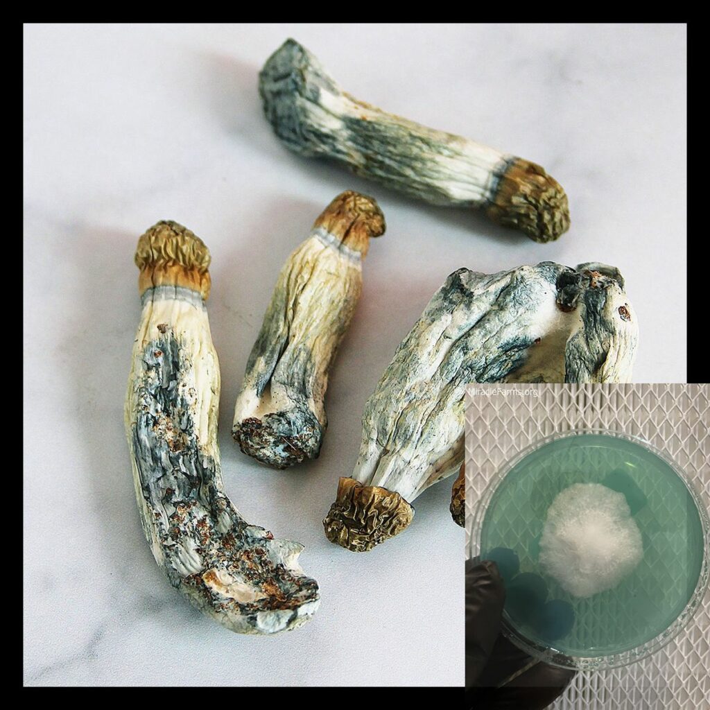 Limiteless Mushrooms Penis Envy PE