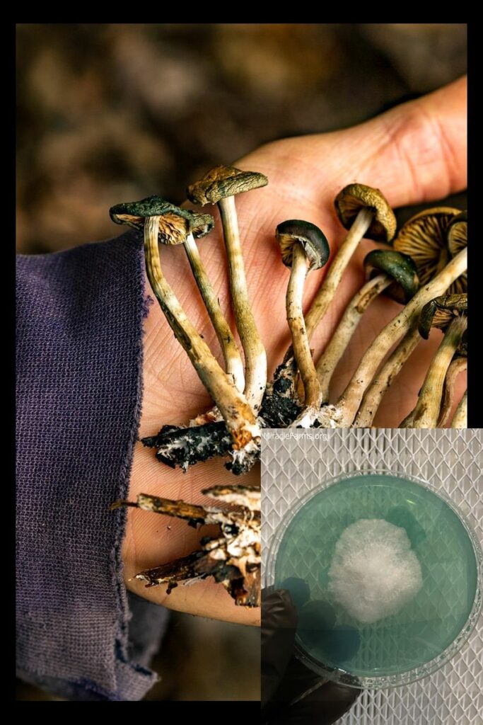 MM x worlds strongest mahic mushroom Psilocybe azurescens is a species of psychedelic mushroom that contains the compounds psilocybin and psilocin sold here today