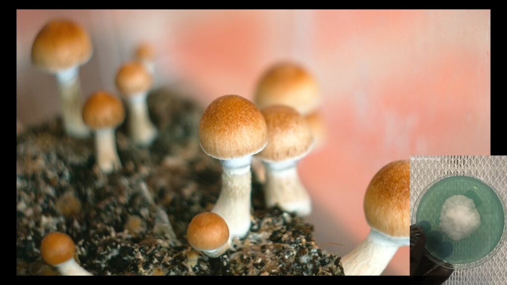 MYCO The Best Growing Mediums for Cultivating Mushrooms