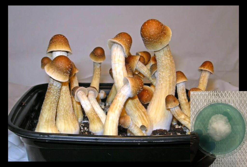 Mushly Penis worlds strongest mahic mushroom Psilocybe azurescens is a species of psychedelic mushroom that contains the compounds psilocybin and psilocin sold here today