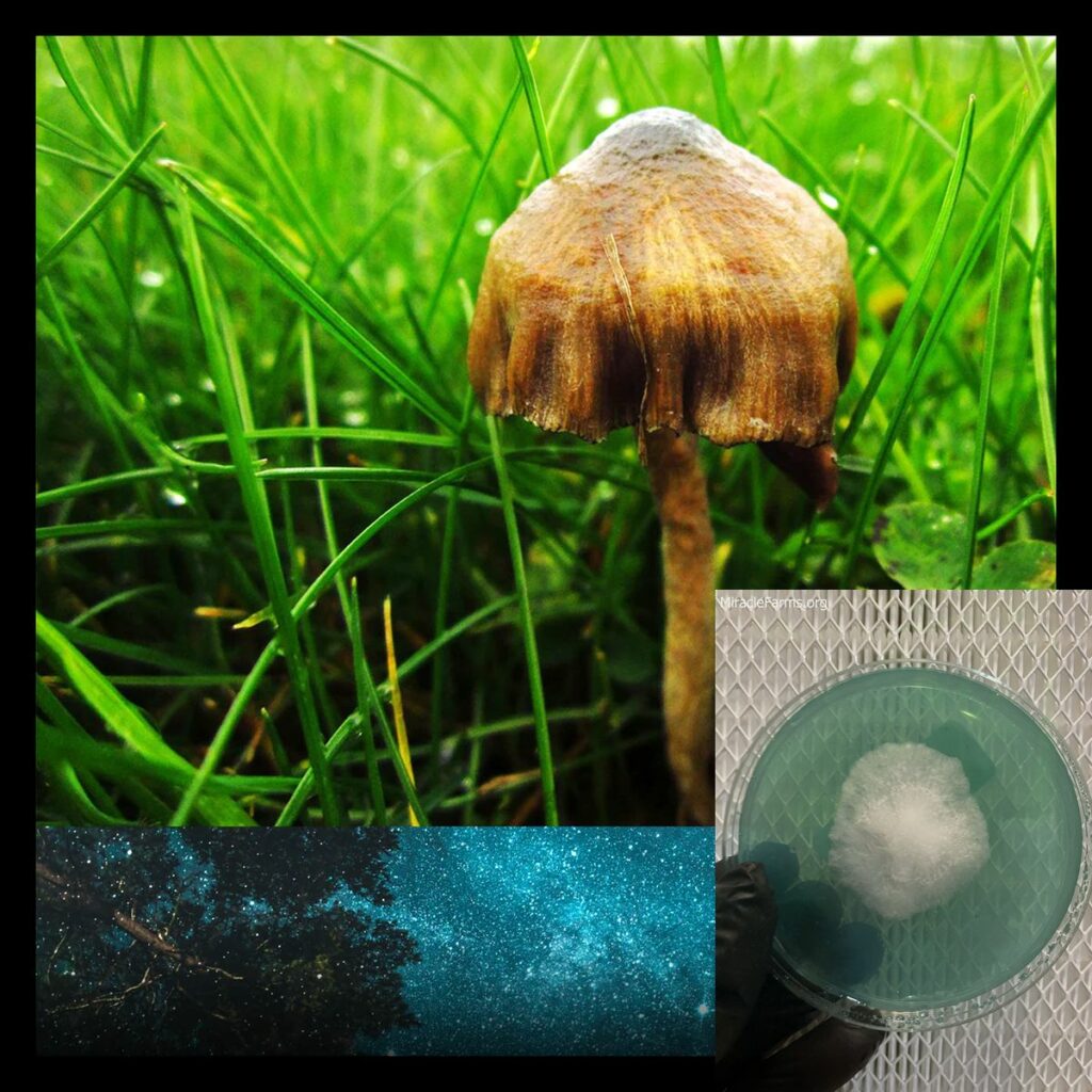 Mushrooms layers x worlds strongest mahic mushroom Psilocybe azurescens is a species of psychedelic mushroom that contains the compounds psilocybin and psilocin sold here today