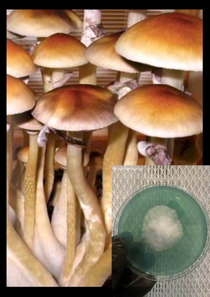 PF Classic worlds strongest mahic mushroom Psilocybe azurescens is a species of psychedelic mushroom that contains the compounds psilocybin and psilocin sold here today