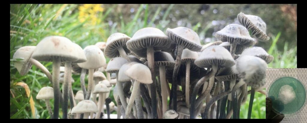 Panaeolus Cyanescens x worlds strongest mahic mushroom Psilocybe azurescens is a species of psychedelic mushroom that contains the compounds psilocybin and psilocin sold here today