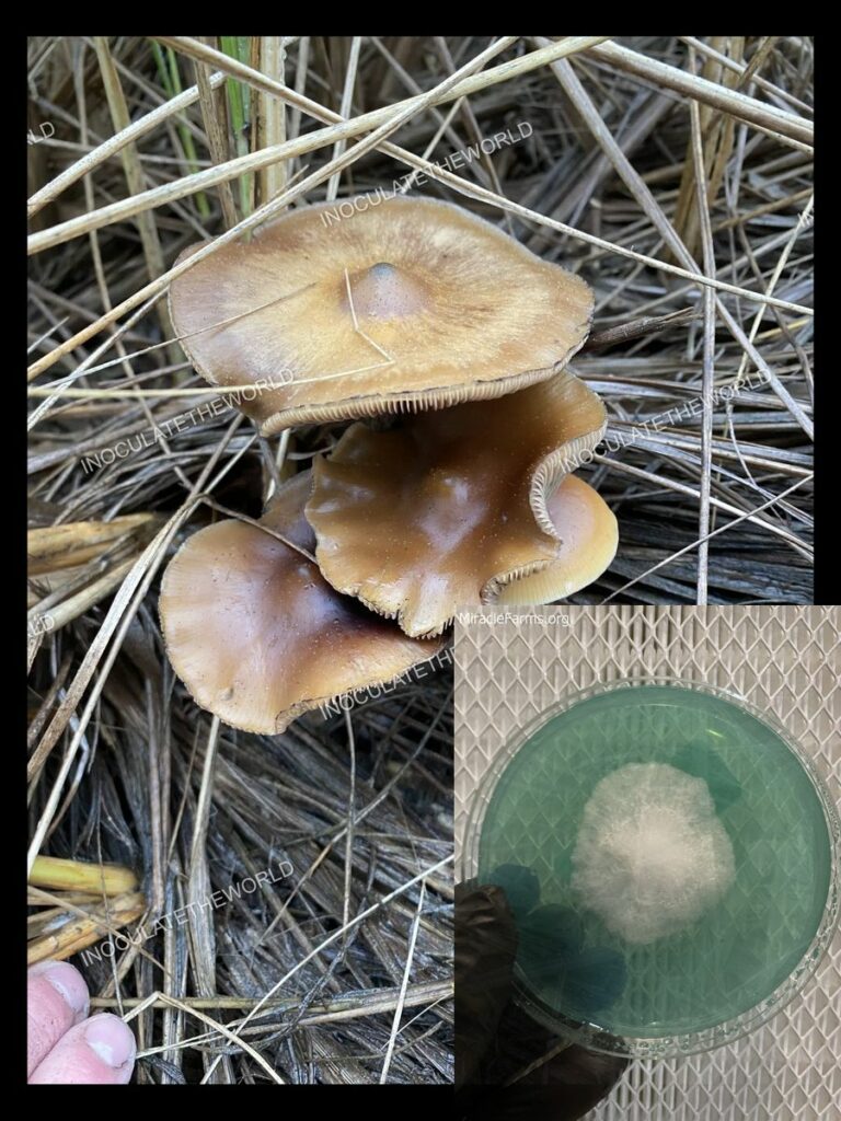 Ps Azurescens ITW jpeg worlds strongest mahic mushroom Psilocybe azurescens is a species of psychedelic mushroom that contains the compounds psilocybin and psilocin sold here today