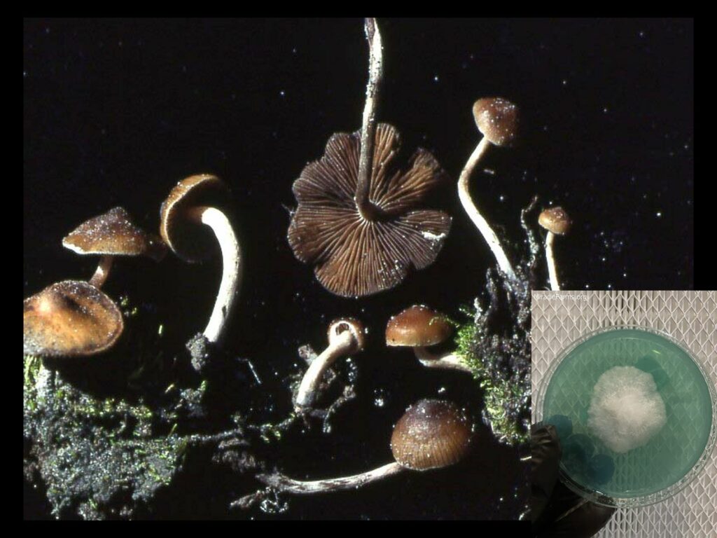 Psilocybe PNW BC MF worlds strongest mahic mushroom Psilocybe azurescens is a species of psychedelic mushroom that contains the compounds psilocybin and psilocin sold here today