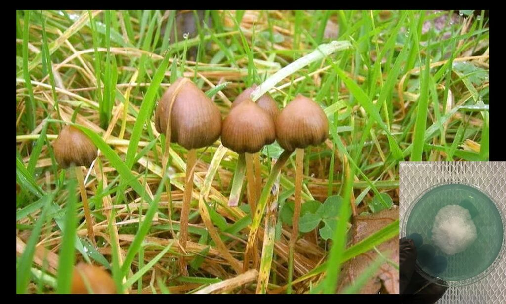 Psilocybe Semilanceata Identification x worlds strongest mahic mushroom Psilocybe azurescens is a species of psychedelic mushroom that contains the compounds psilocybin and psilocin sold here today