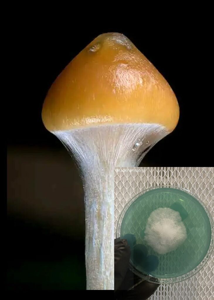 Psilocybe azurescens Stamets Gartz worlds strongest mahic mushroom Psilocybe azurescens is a species of psychedelic mushroom that contains the compounds psilocybin and psilocin sold here today