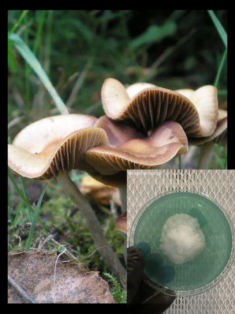 Psilocybe cyanescens Wakef worlds strongest mahic mushroom Psilocybe azurescens is a species of psychedelic mushroom that contains the compounds psilocybin and psilocin sold here today