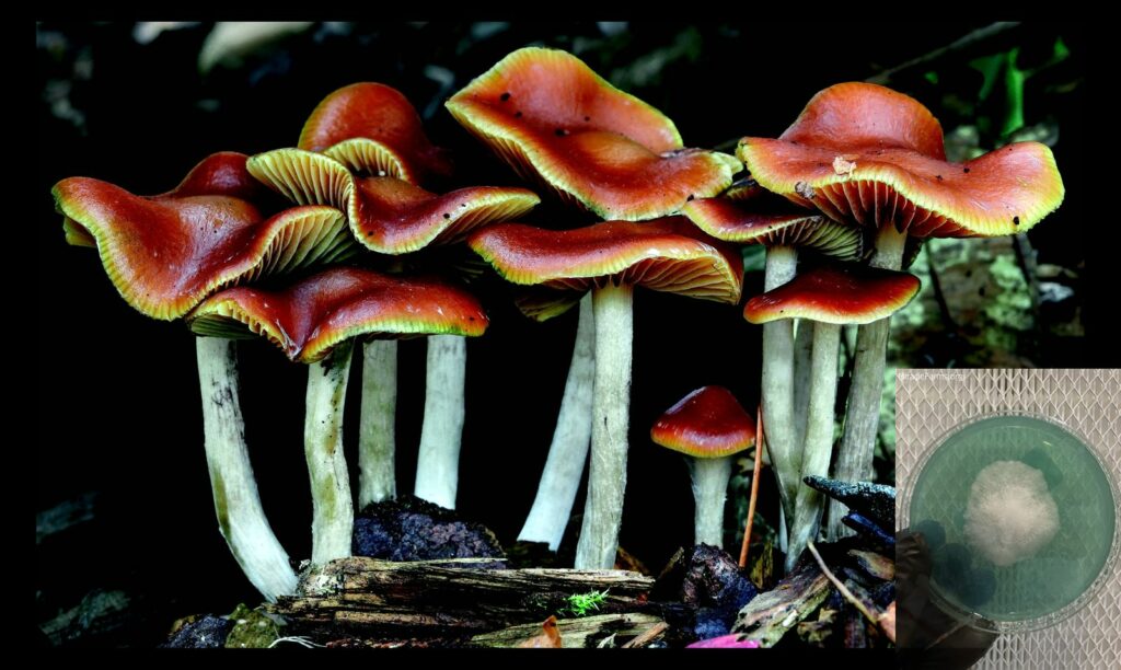 Psilocybe cyanescens scaled worlds strongest mahic mushroom Psilocybe azurescens is a species of psychedelic mushroom that contains the compounds psilocybin and psilocin sold here today