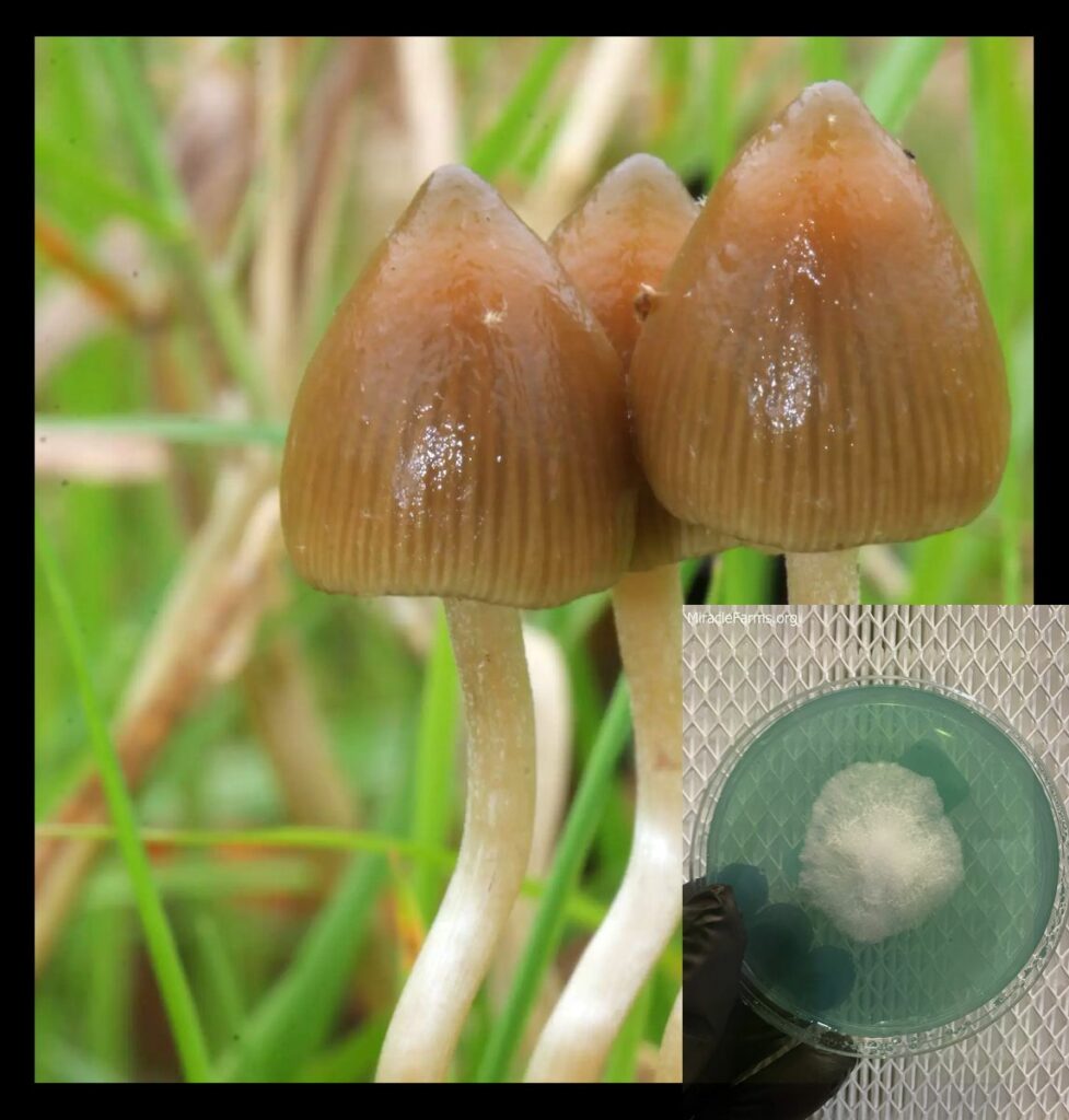 Psilocybe semilanceata scaled e worlds strongest mahic mushroom Psilocybe azurescens is a species of psychedelic mushroom that contains the compounds psilocybin and psilocin sold here today
