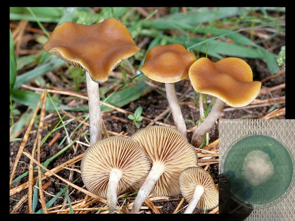 Psilocybe cyanescens(fs ) worlds strongest mahic mushroom Psilocybe azurescens is a species of psychedelic mushroom that contains the compounds psilocybin and psilocin sold here today