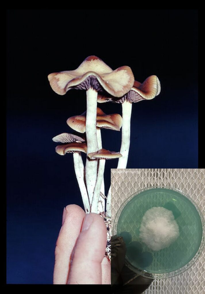 Psilocybe cyanescens(ps ) worlds strongest mahic mushroom Psilocybe azurescens is a species of psychedelic mushroom that contains the compounds psilocybin and psilocin sold here today