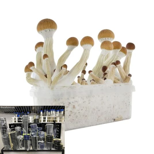 Schermafbeelding om Golden Teacher Psilocybe cubensis Psychedelic mushroom Golden cap mushroom Psilocybin Psilocin spores