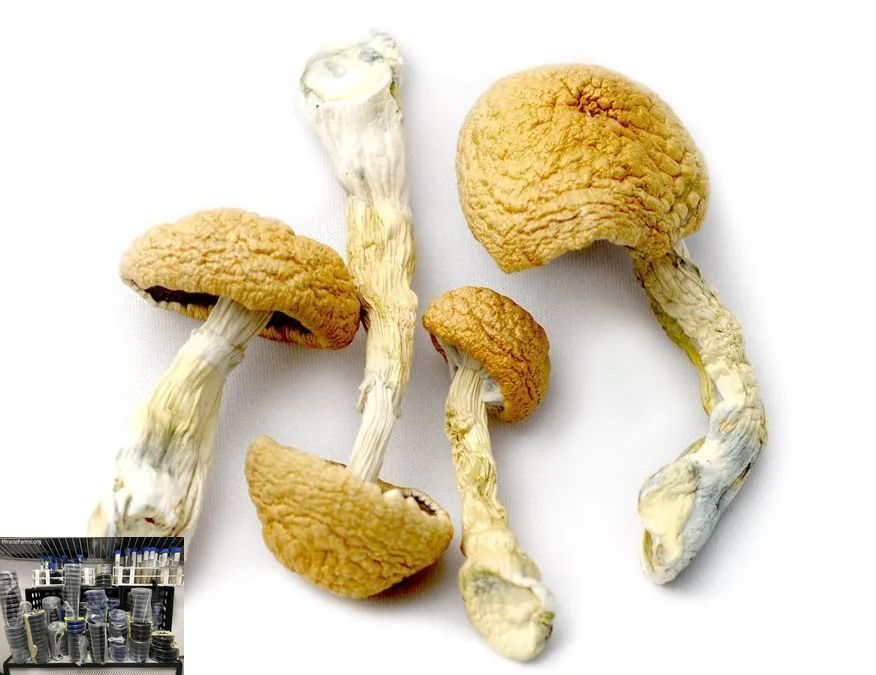 Screenshot x Golden Teacher Psilocybe cubensis Psychedelic mushroom Golden cap mushroom Psilocybin Psilocin