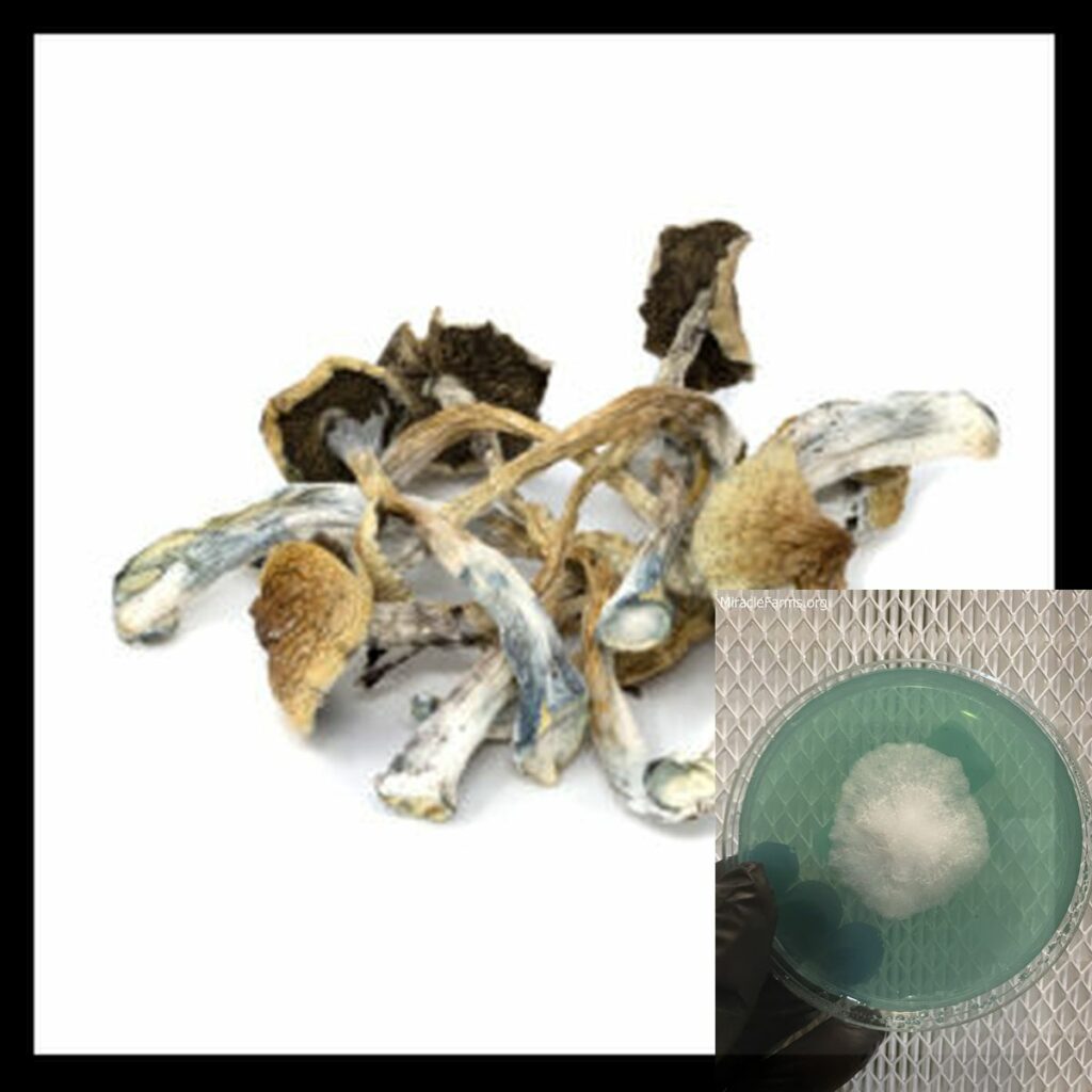 Transkei WEB x worlds strongest mahic mushroom Psilocybe azurescens is a species of psychedelic mushroom that contains the compounds psilocybin and psilocin sold here today