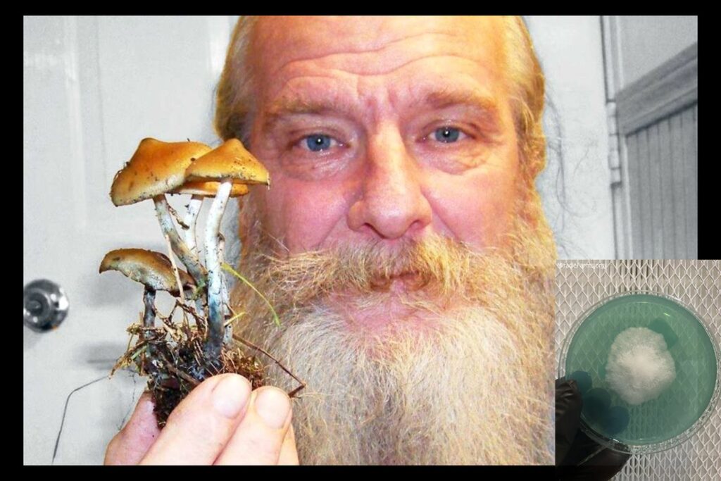 Washington Man Facing Prison x uai x worlds strongest mahic mushroom Psilocybe azurescens is a species of psychedelic mushroom that contains the compounds psilocybin and psilocin sold here today