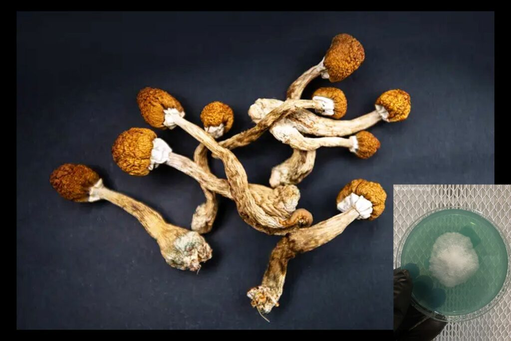 What Are Magic Mushrooms worlds strongest mahic mushroom Psilocybe azurescens is a species of psychedelic mushroom that contains the compounds psilocybin and psilocin sold here today
