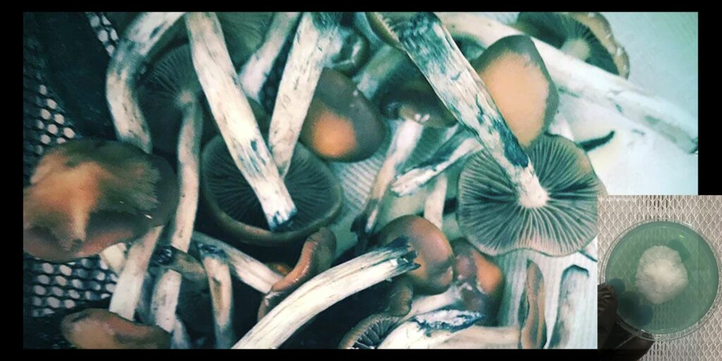 When And How To Harvest Psilocybe Azurescens worlds strongest mahic mushroom Psilocybe azurescens is a species of psychedelic mushroom that contains the compounds psilocybin and psilocin sold here today