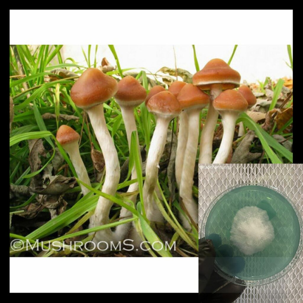 azurescen x worlds strongest mahic mushroom Psilocybe azurescens is a species of psychedelic mushroom that contains the compounds psilocybin and psilocin sold here today
