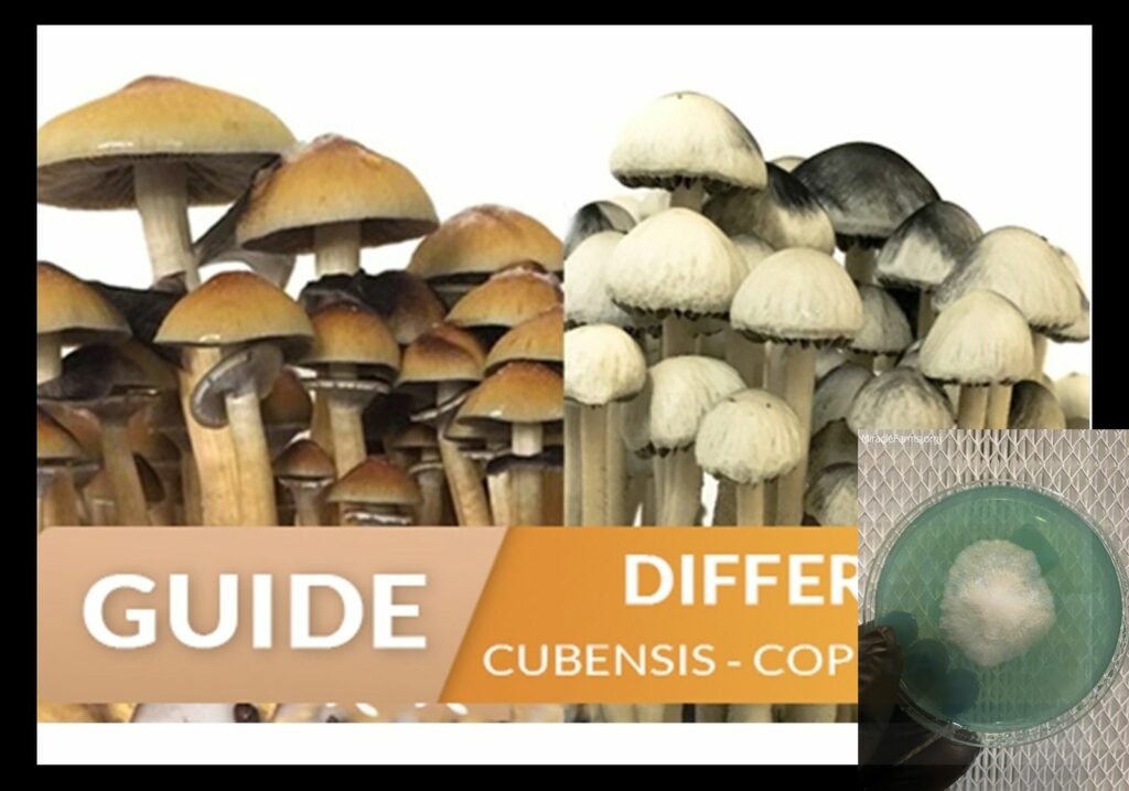 b anblog thumb worlds strongest mahic mushroom Psilocybe azurescens is a species of psychedelic mushroom that contains the compounds psilocybin and psilocin sold here today