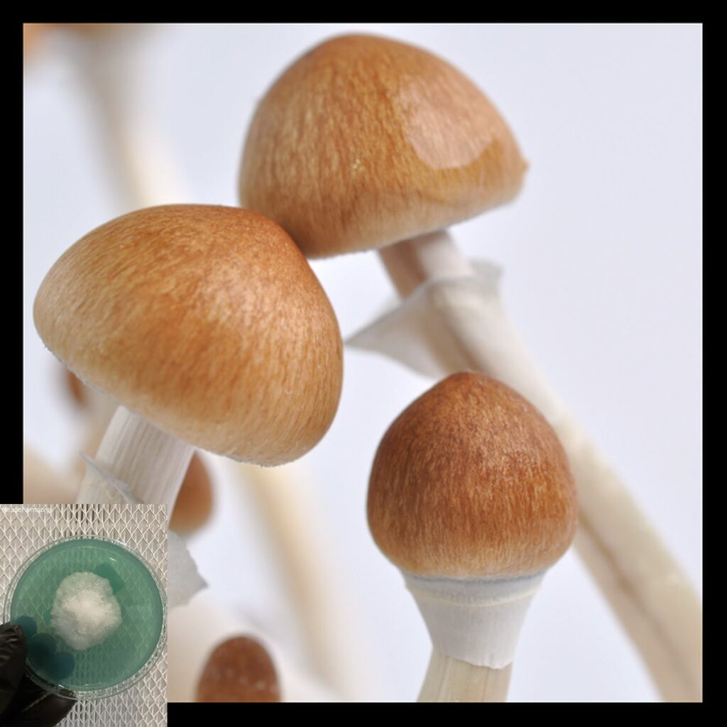 b mushrooms spore syringe Psilocybe cubensis is a species of psilocybin mushroom of moderate potency whose principal active compounds are psilocybin and psilocin