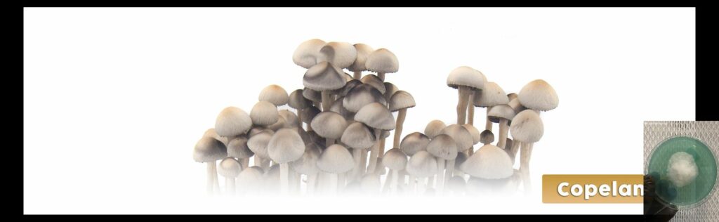 copelandia () worlds strongest mahic mushroom Psilocybe azurescens is a species of psychedelic mushroom that contains the compounds psilocybin and psilocin sold here today