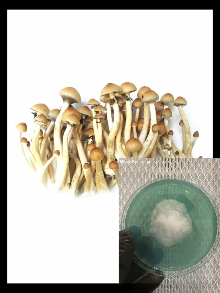 cubensis b magic mushroom grow kit
