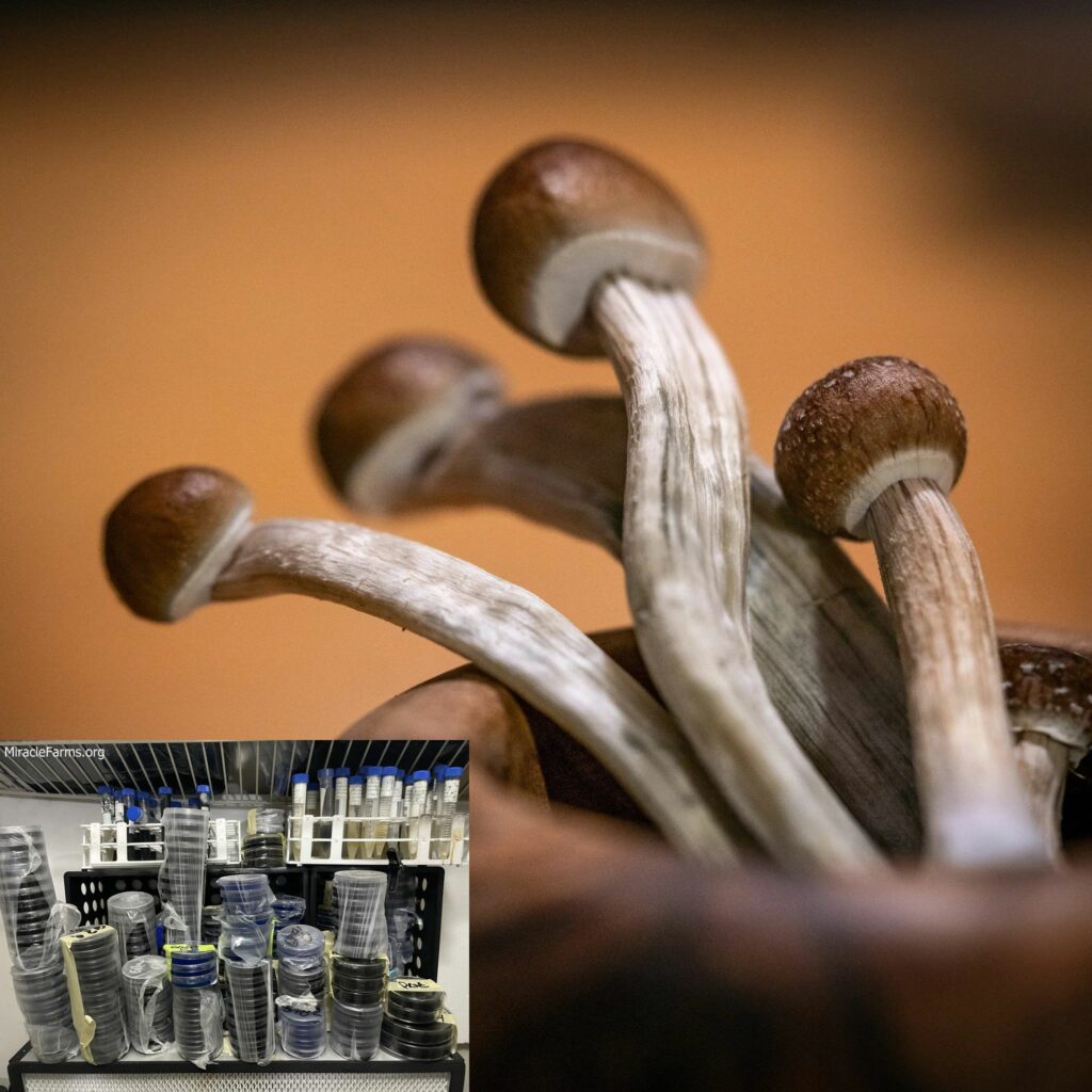 cubensis magic mushrooms growkit jpg Golden Teacher Psilocybe cubensis Psychedelic mushroom Golden cap mushroom Psilocybin Psilocin spores